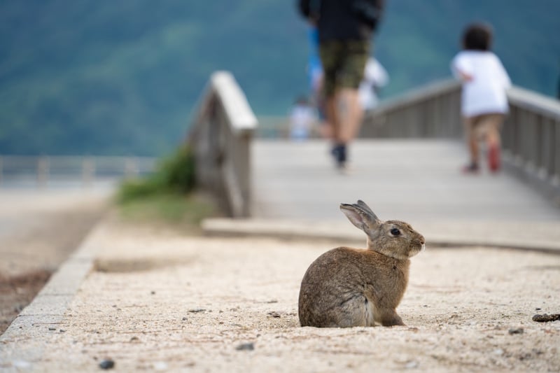 A rabbit near a bridge on Ōkunoshima