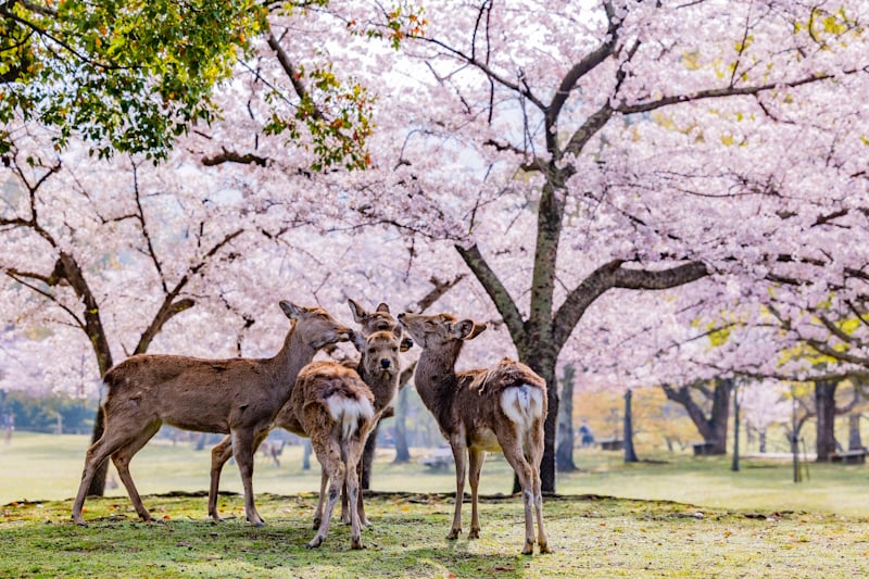 Four deer underneath blooming cherry blossom trees in Nara Park.
