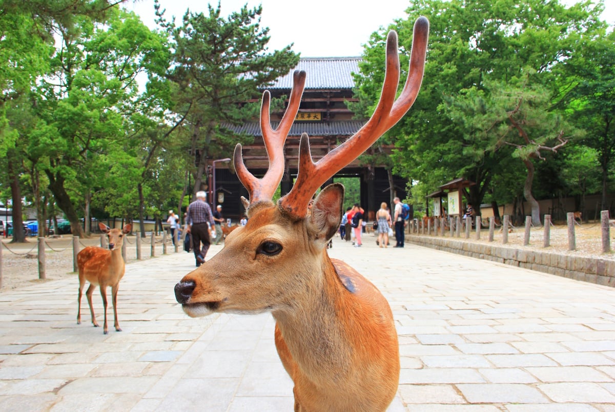Deer at Todaiji Temple in Nara. Deer stands in front of a massive gate while looking sideways at the camera. Deer bombastic side-eye.
