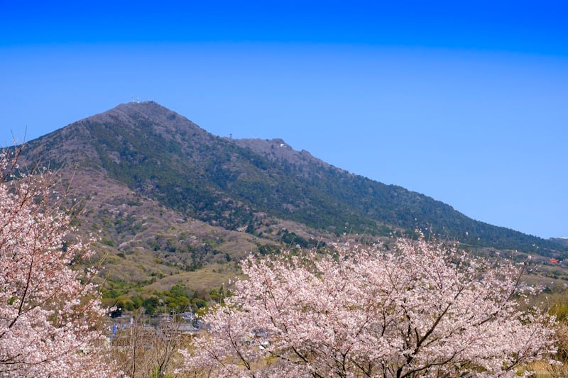 Mount Tsukuba with blooming cherry blossom trees in the foreground