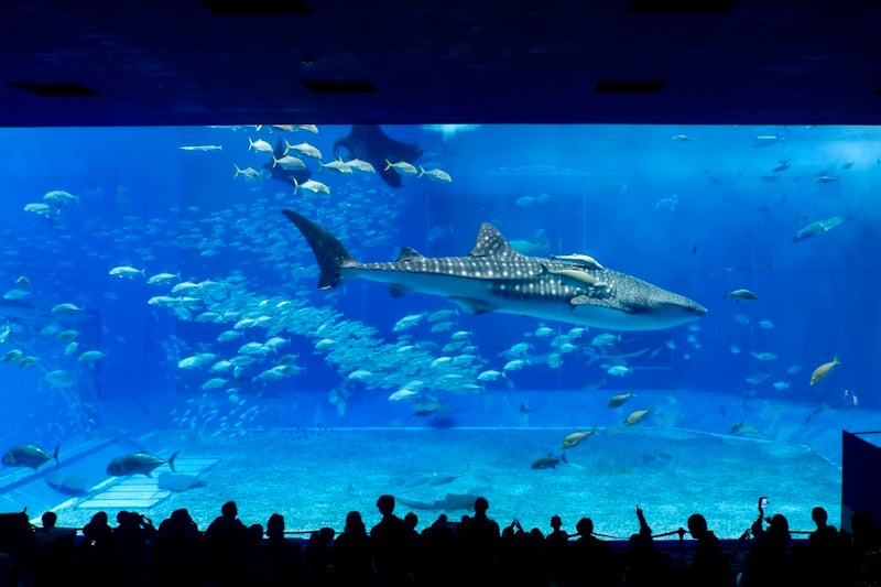 Aquarium in Motobu, Okinawa 