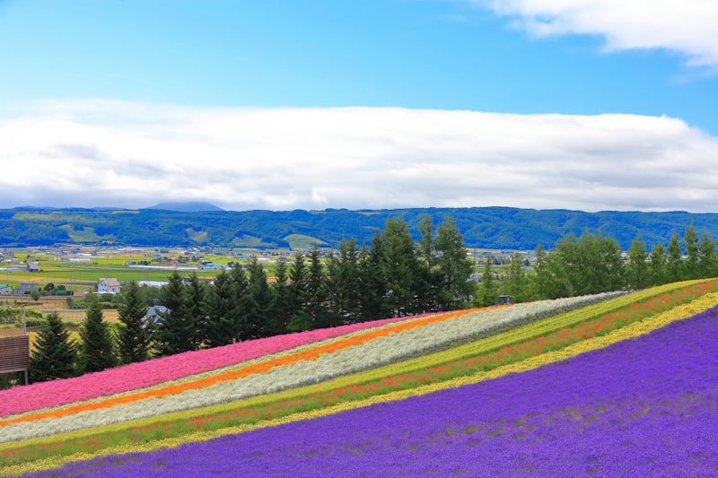 Farm Tomita's lavender fields in Furano, Hokkaido