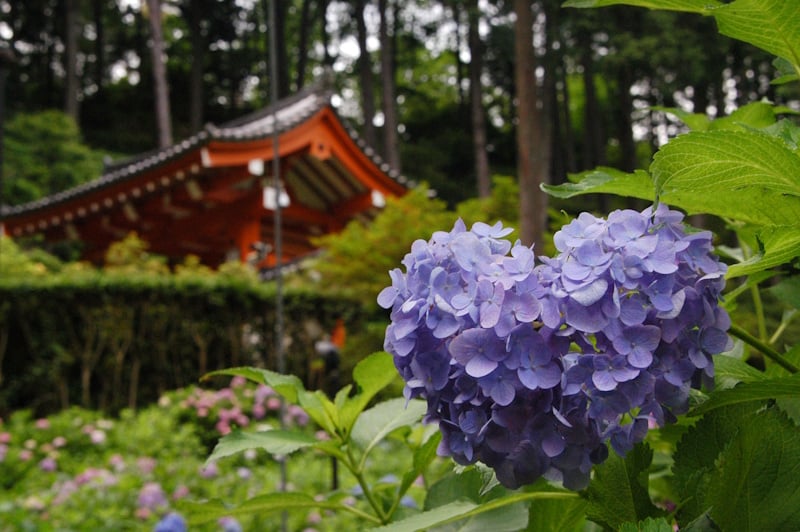 Purple hydrangea blooms forming a natural heart shape, with Mimuroto-ji's vermilion temple hall visible through the trees
