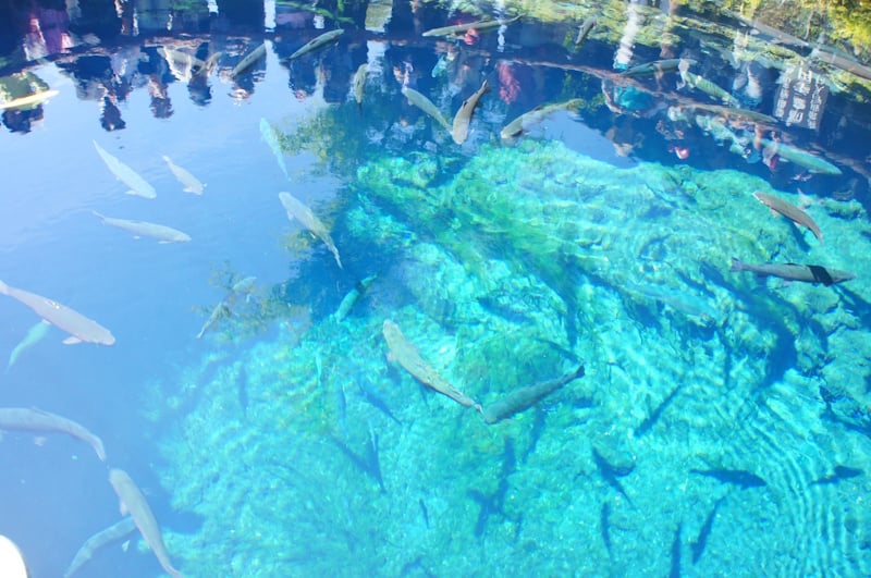 Water in a pond at Oshino Hakkai