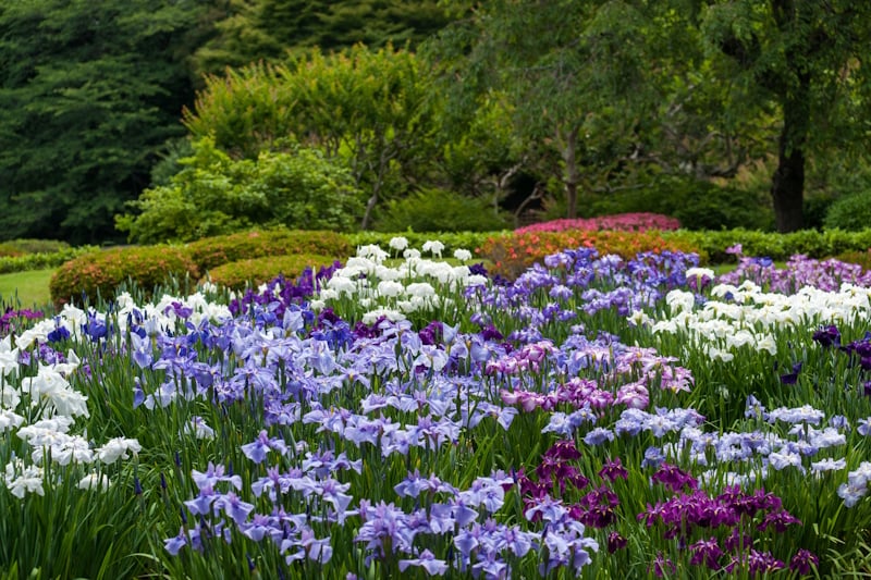 Irises and other flowers at the East Garden of the Imperial Palace 