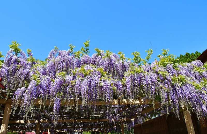 Cascading purple wisteria blossoms on a wooden trellis at Kanahebisui Shrine