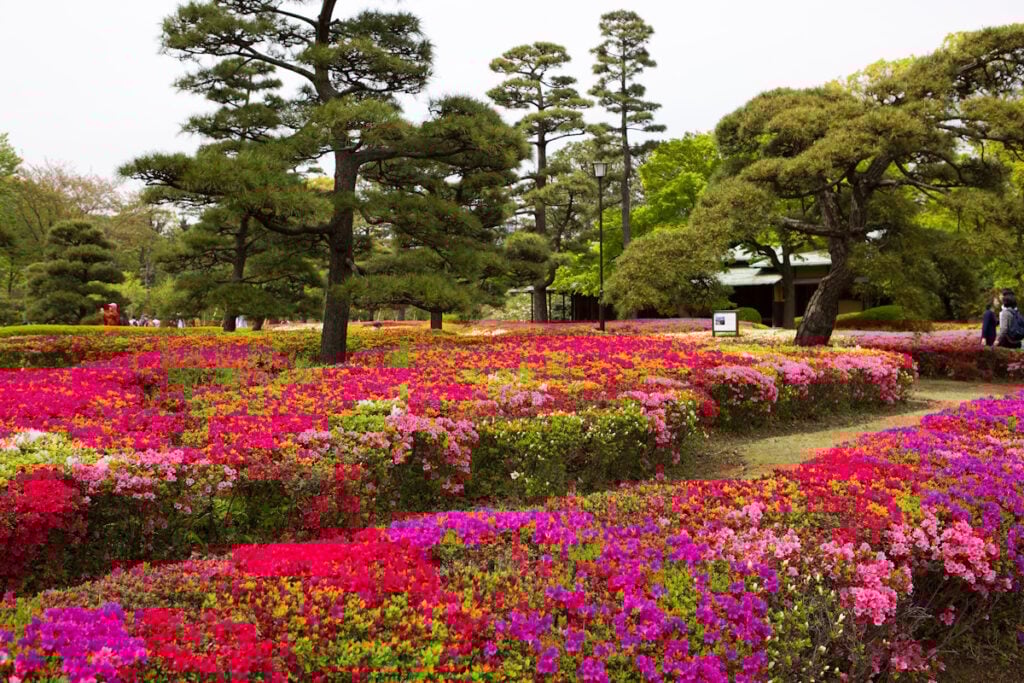 Carp pond at the Imperial Palace, Tokyo, Japan